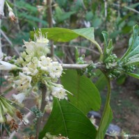 Iochroma arborescens (L.) J.M.H.Shaw